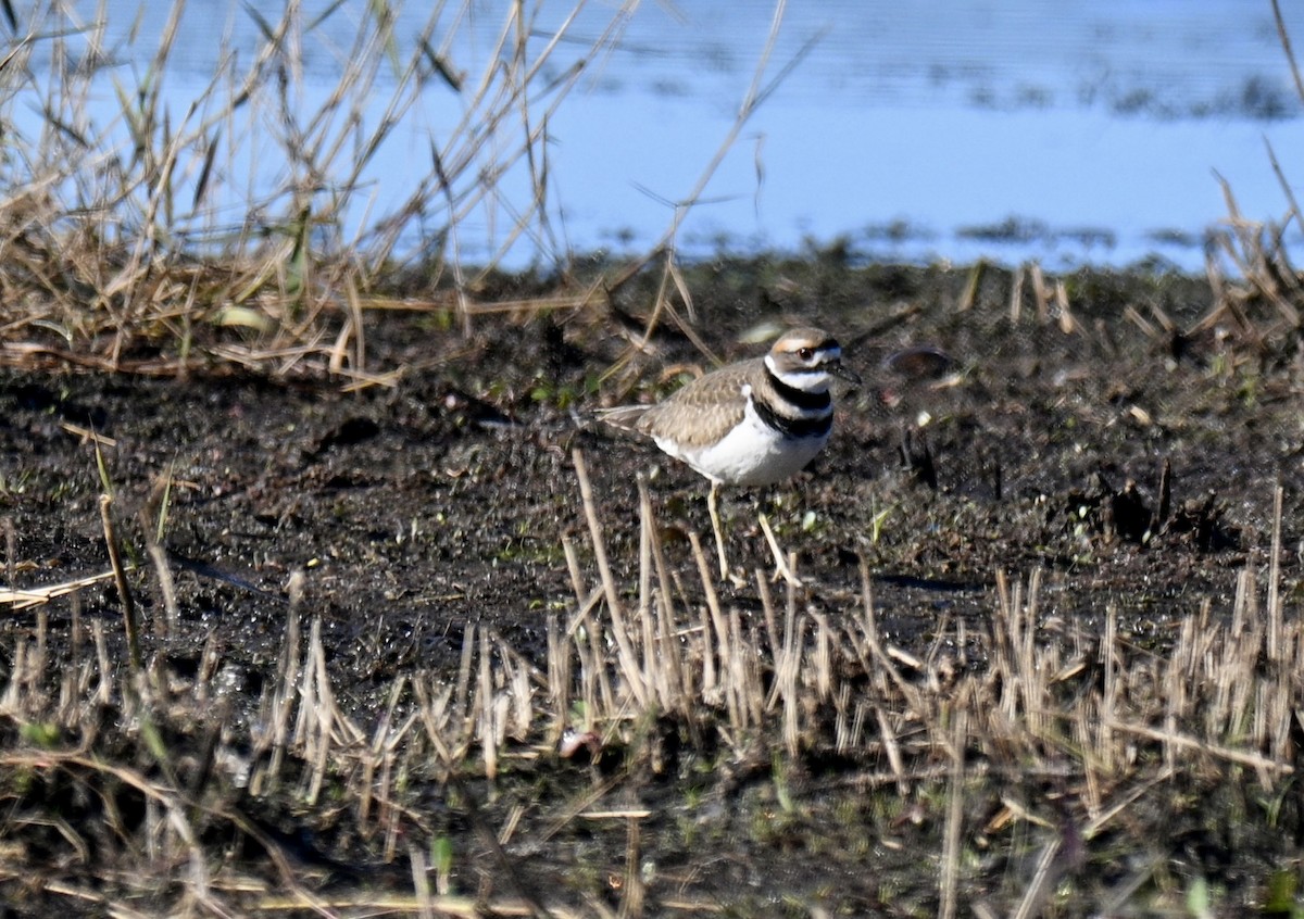 חופמי כפול-צווארון - ML646793055