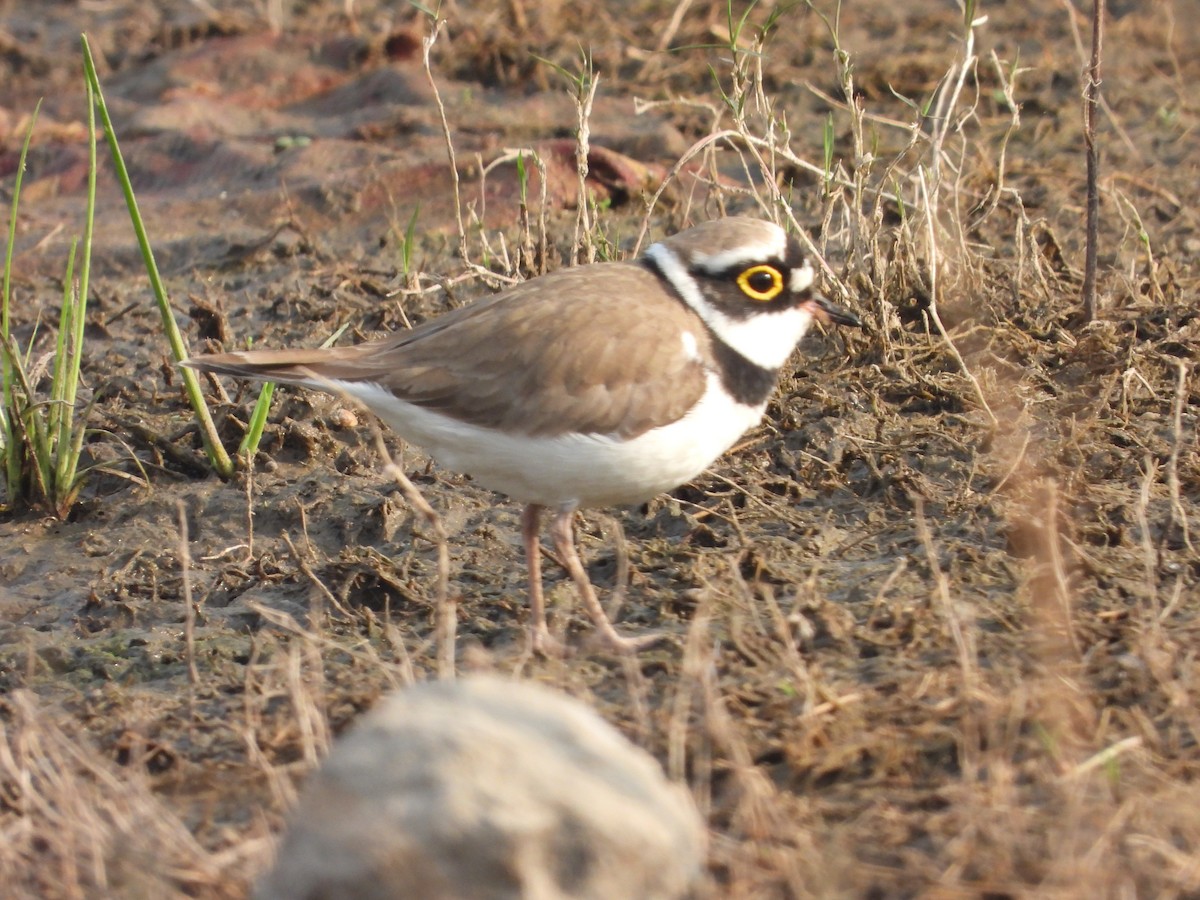 Halkalı Küçük Cılıbıt - ML646793056