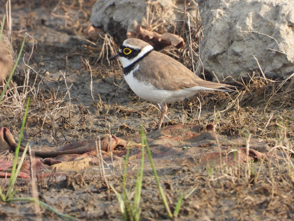 Halkalı Küçük Cılıbıt - ML646793057