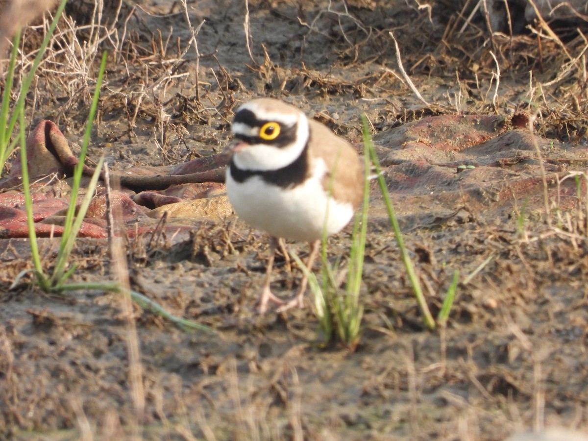 Halkalı Küçük Cılıbıt - ML646793058