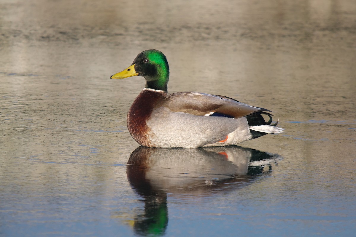 Canard colvert - ML646793059