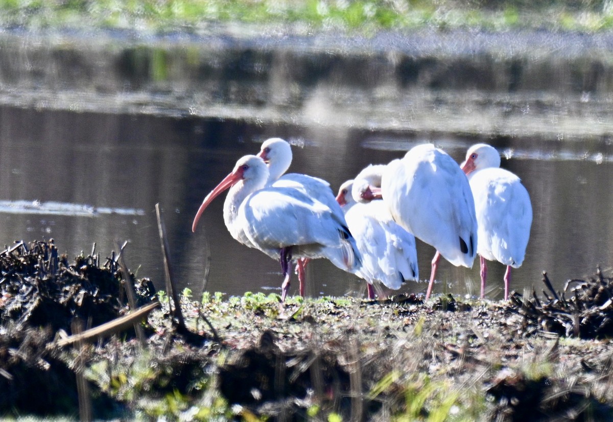White Ibis - ML646793060