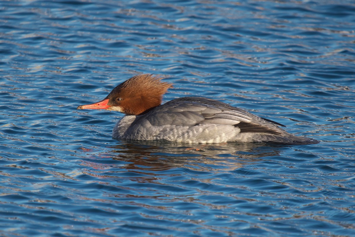 Grand Harle - ML646793072