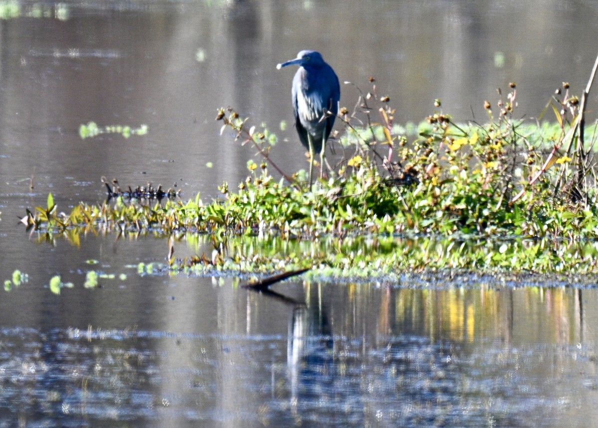 לבנית כחולה קטנה - ML646793073