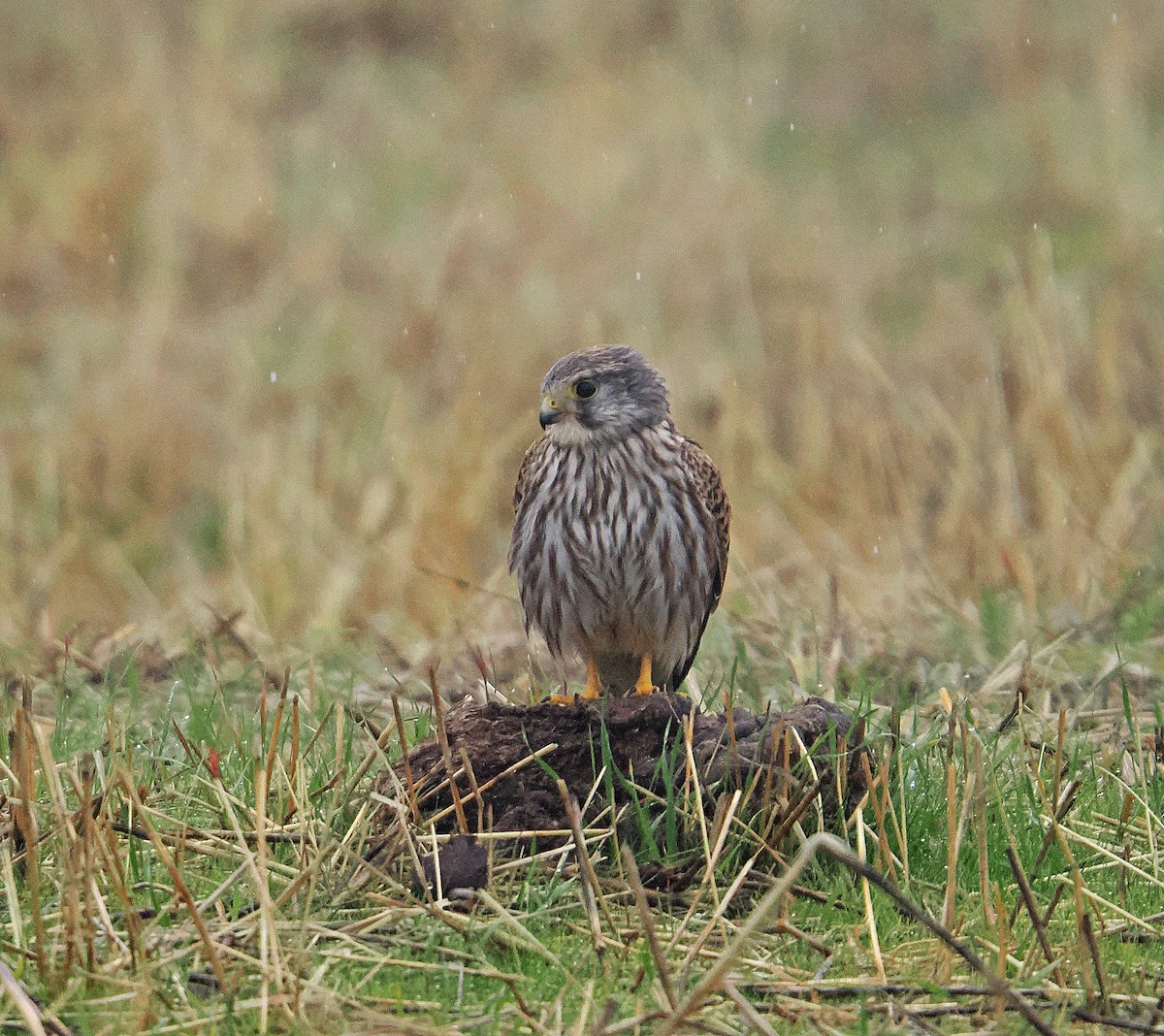 Eurasian Kestrel - ML646793075