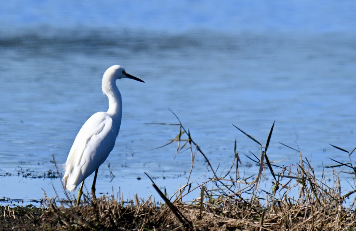 לבנית אמריקנית - ML646793080