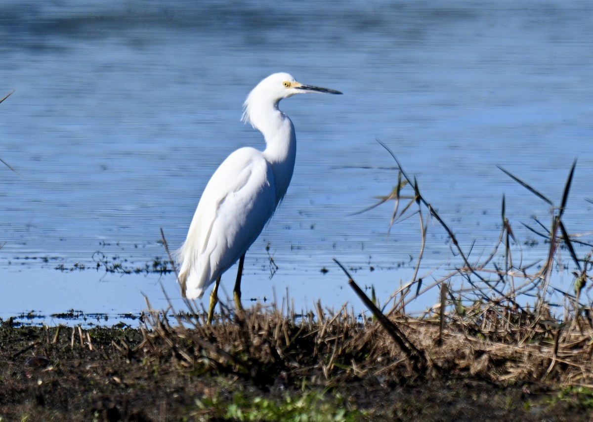 לבנית אמריקנית - ML646793081