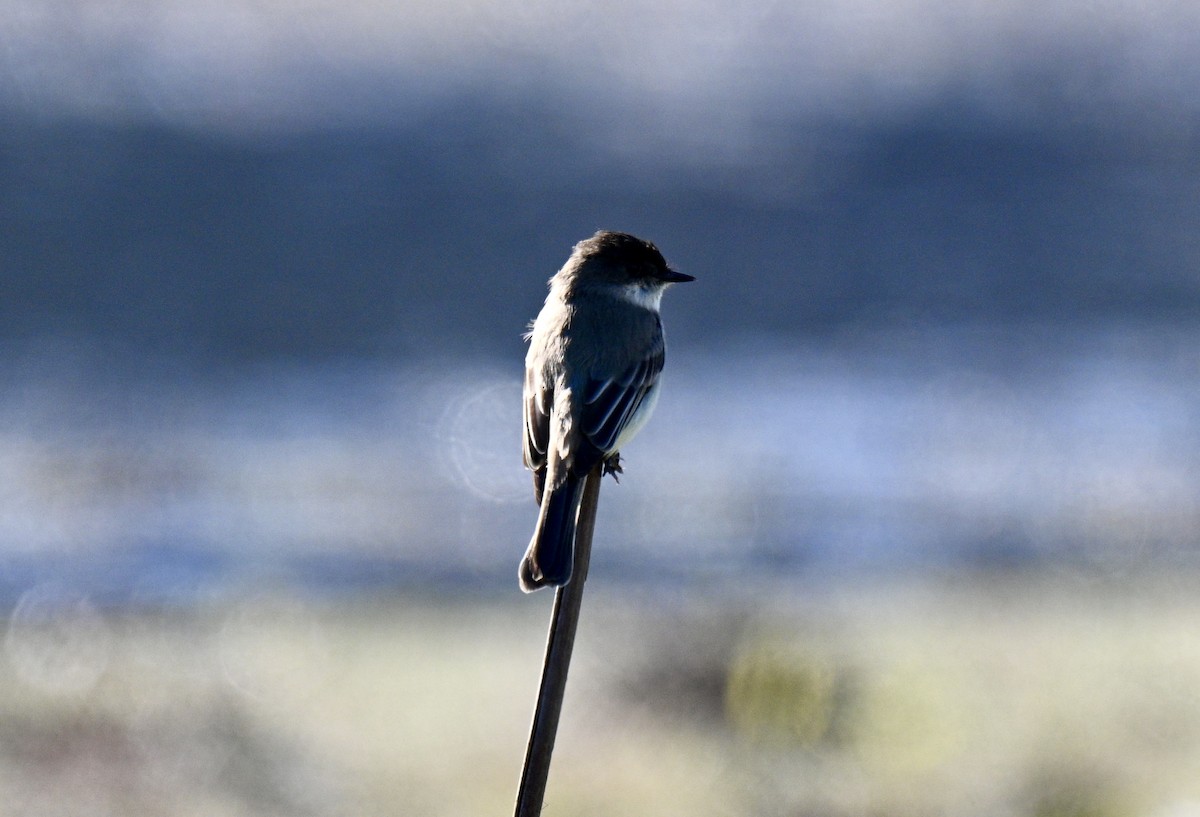 פיבי מזרחית - ML646793082