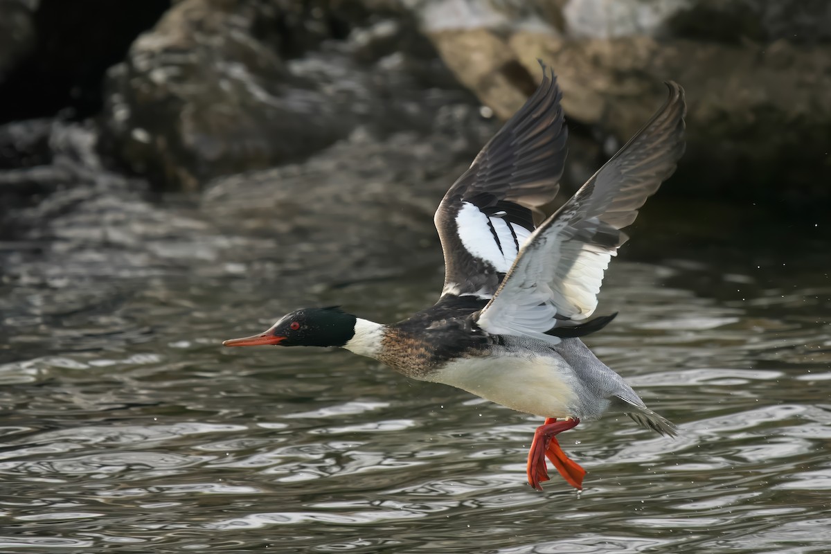 Harle huppé - ML646793083