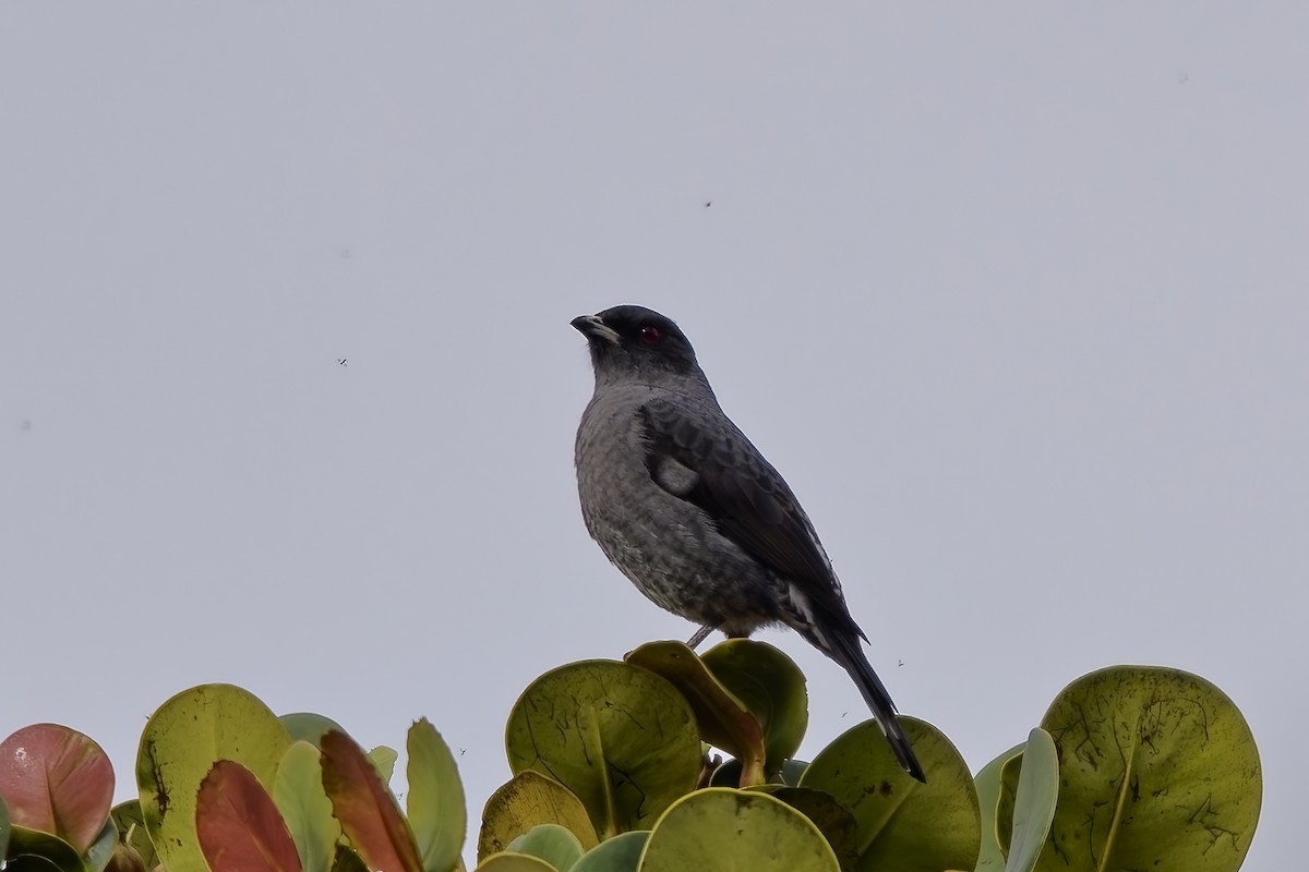 kotinga červenochocholkatá - ML646793084