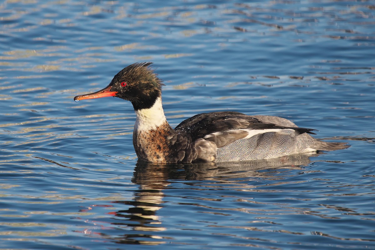 Harle huppé - ML646793085