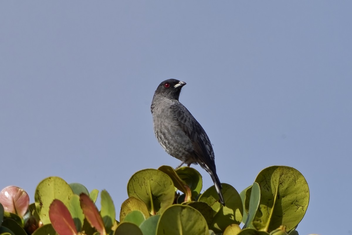 kotinga červenochocholkatá - ML646793086