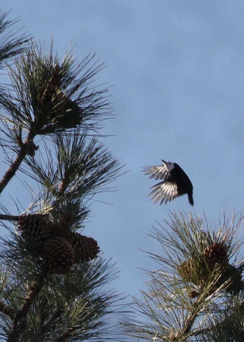 Pico Cabeciblanco - ML646793087