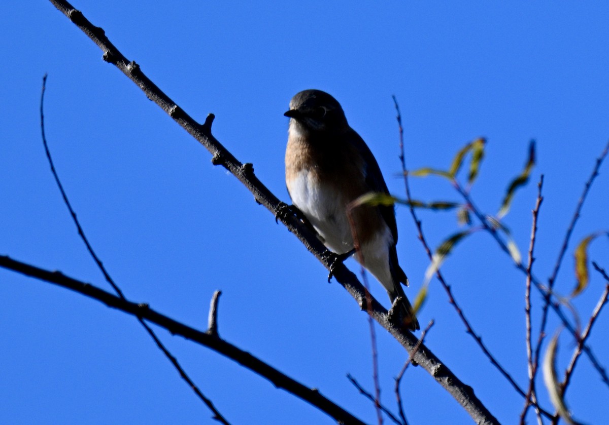 Eastern Bluebird - ML646793088