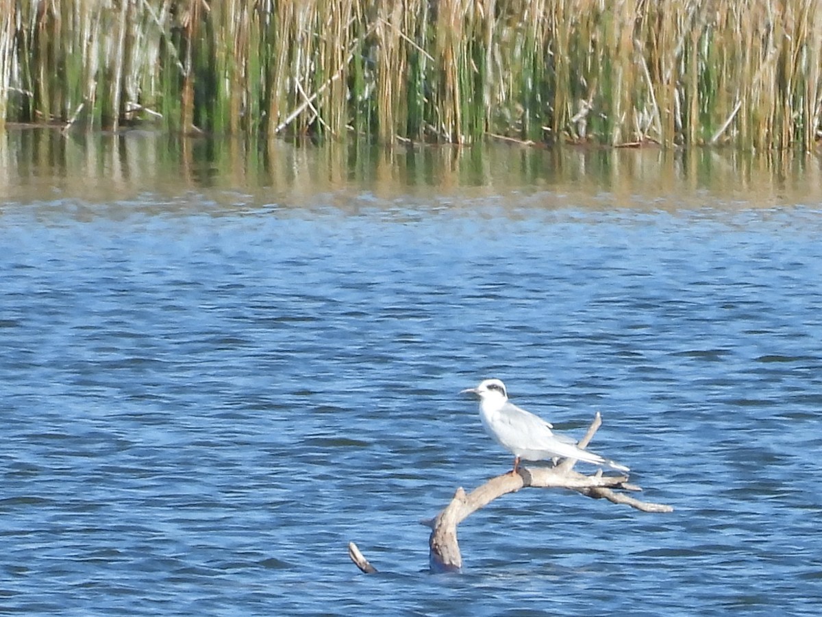 Forster's Tern - ML646793089