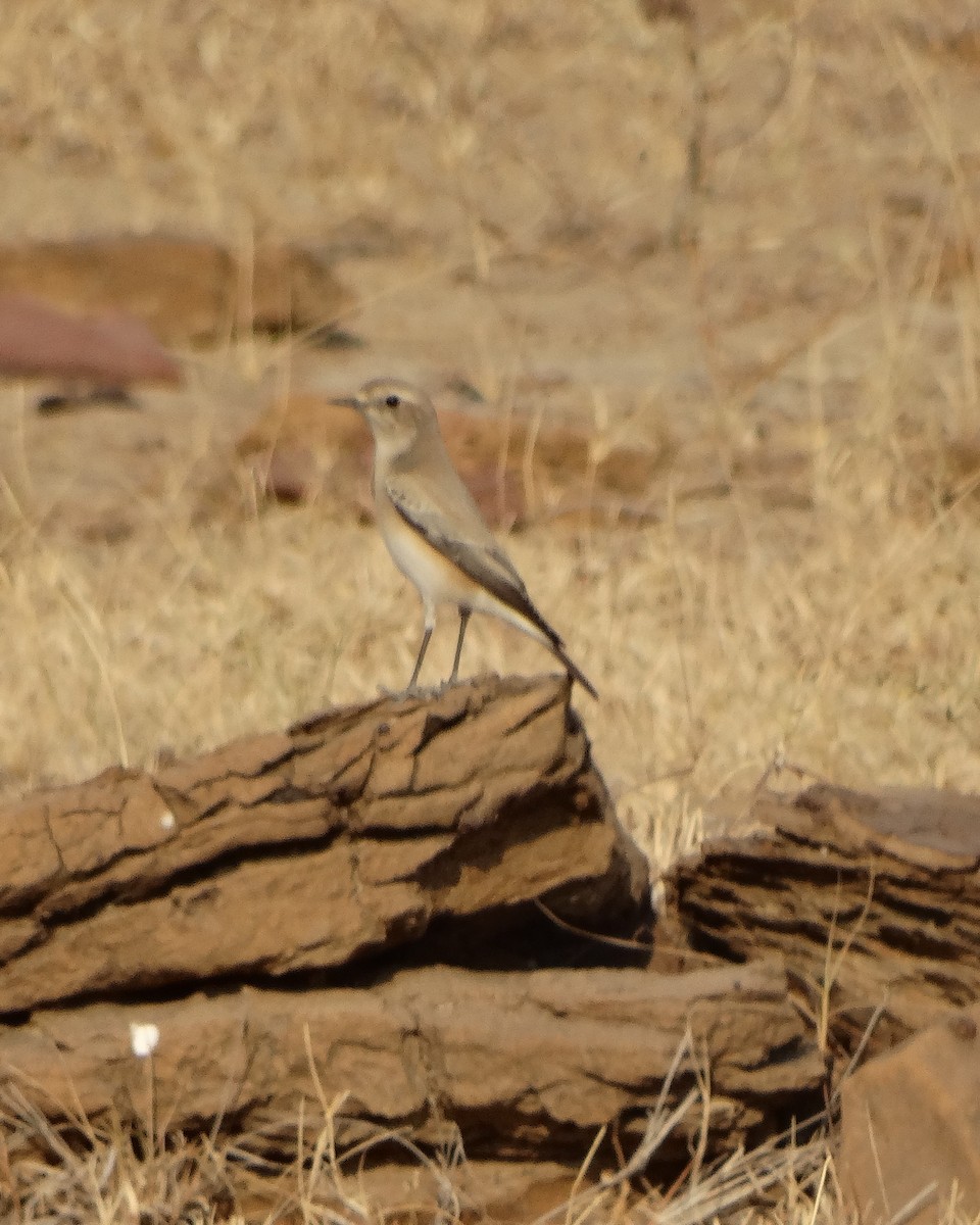 Desert Wheatear - ML646793090