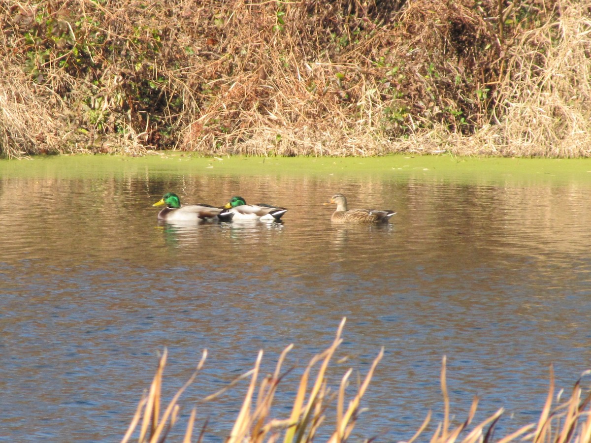 マガモ - ML646793091