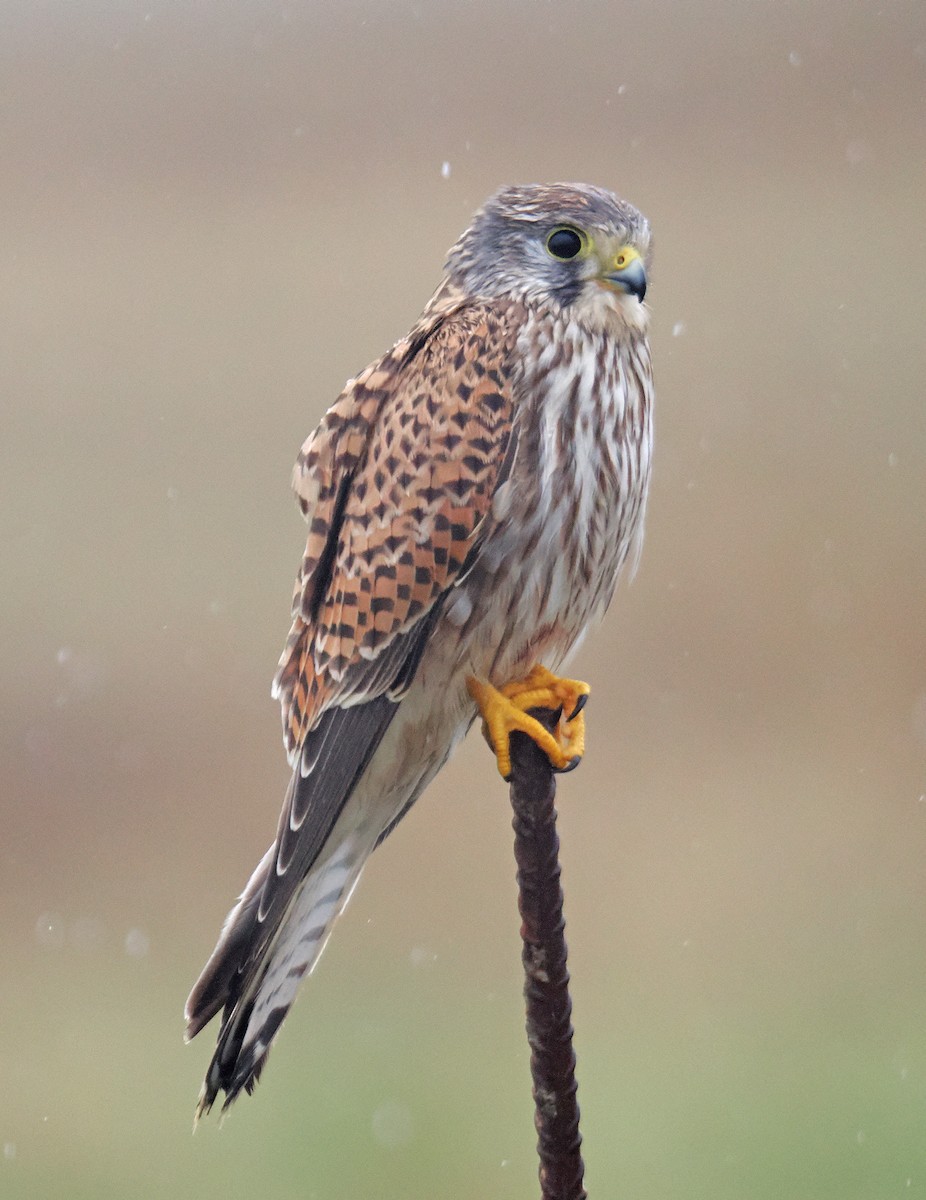 Eurasian Kestrel - ML646793097