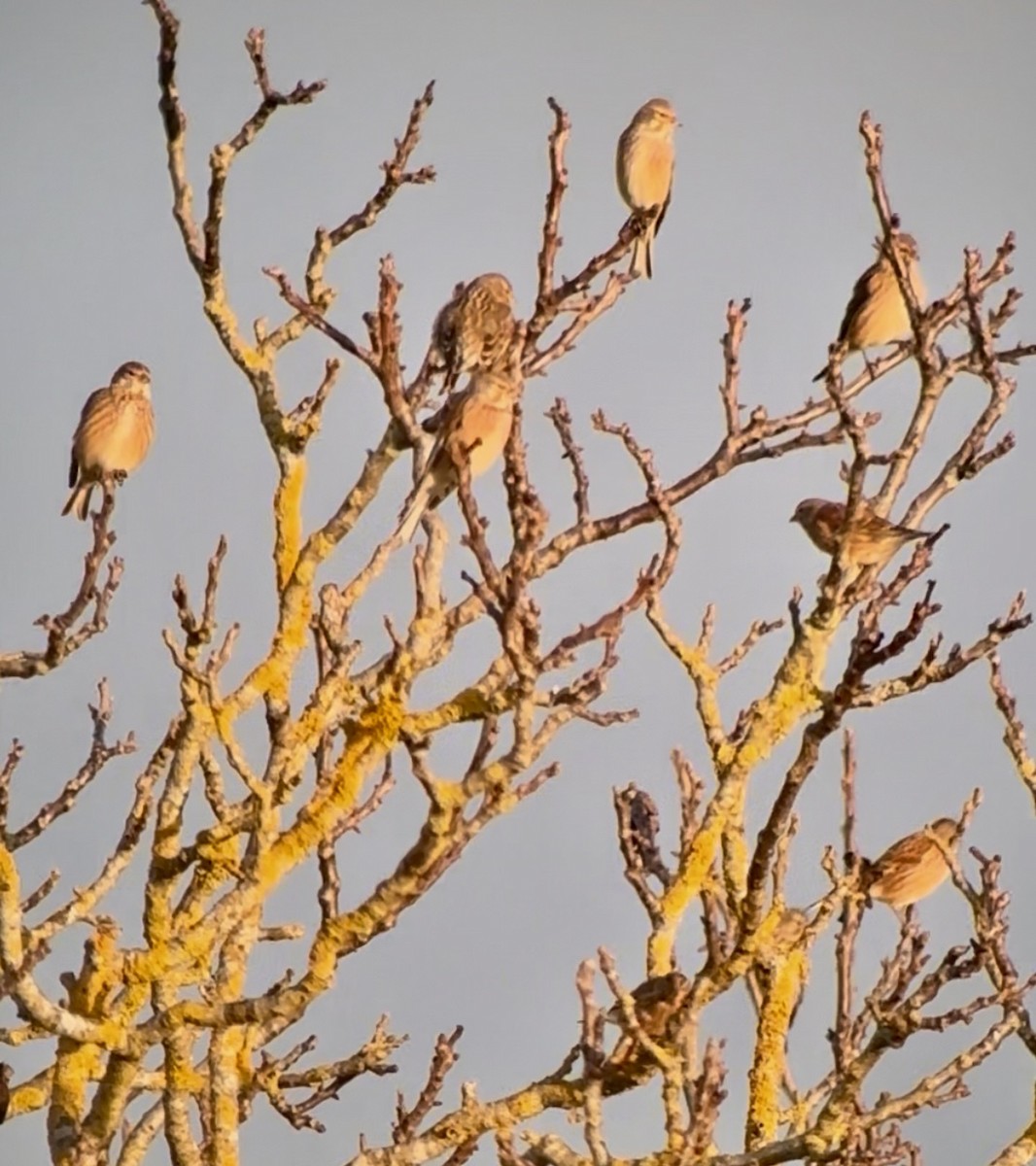 Eurasian Linnet - ML646793098