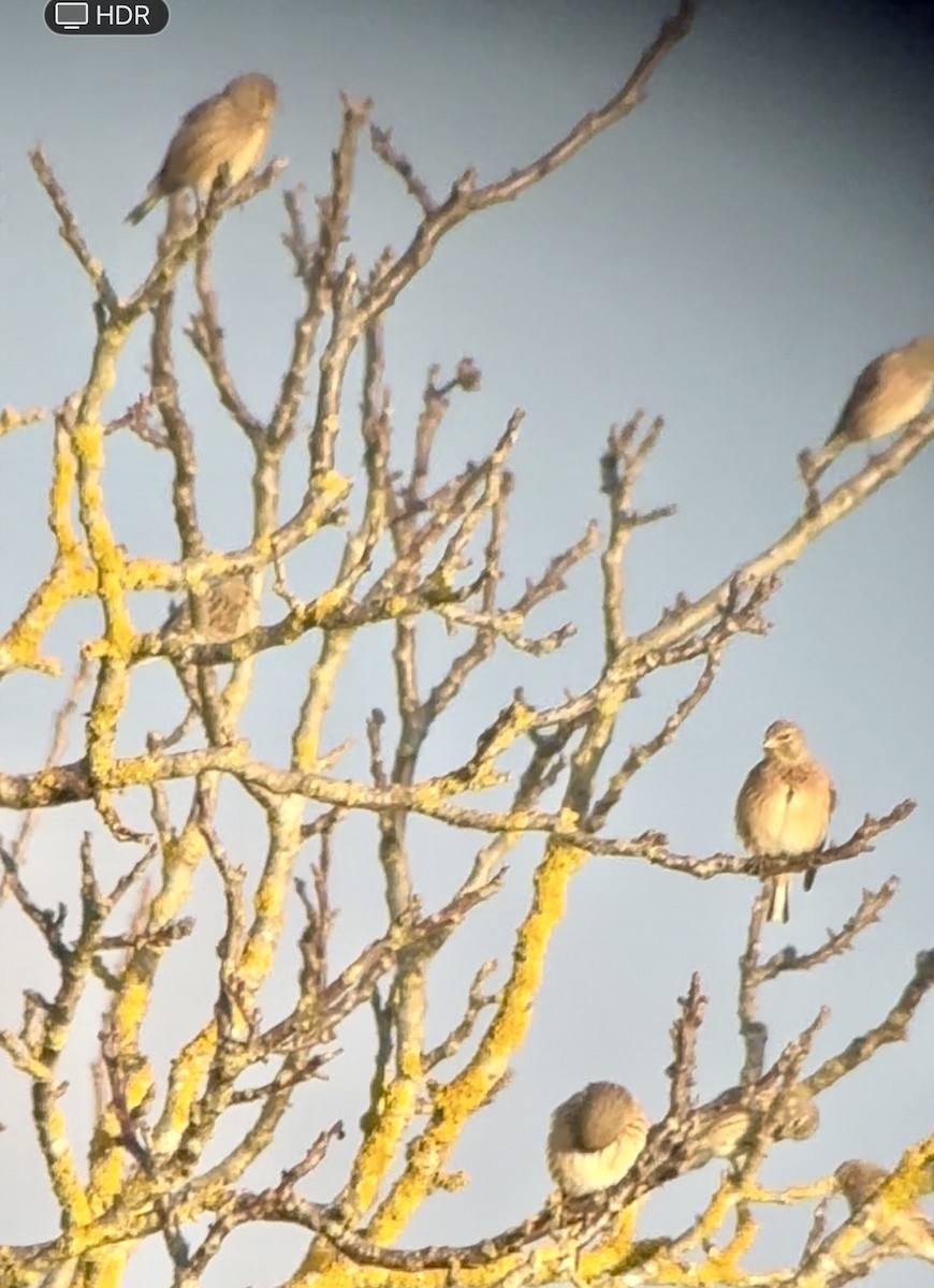 Eurasian Linnet - ML646793099