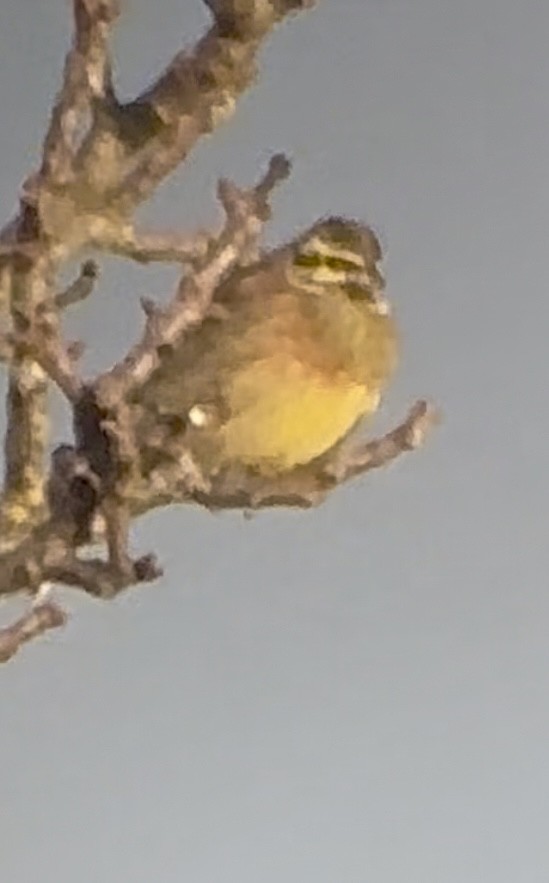 Cirl Bunting - ML646793102