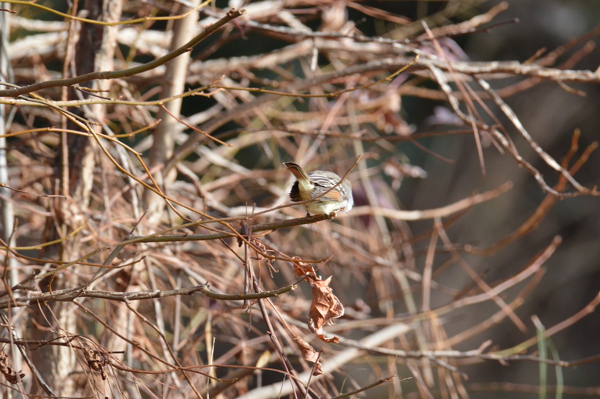Ash-throated Flycatcher - ML646793103