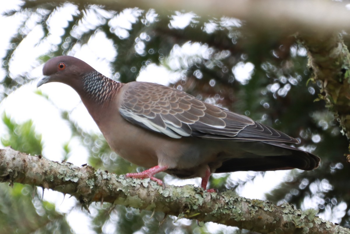 Голуб аргентинський - ML646793105