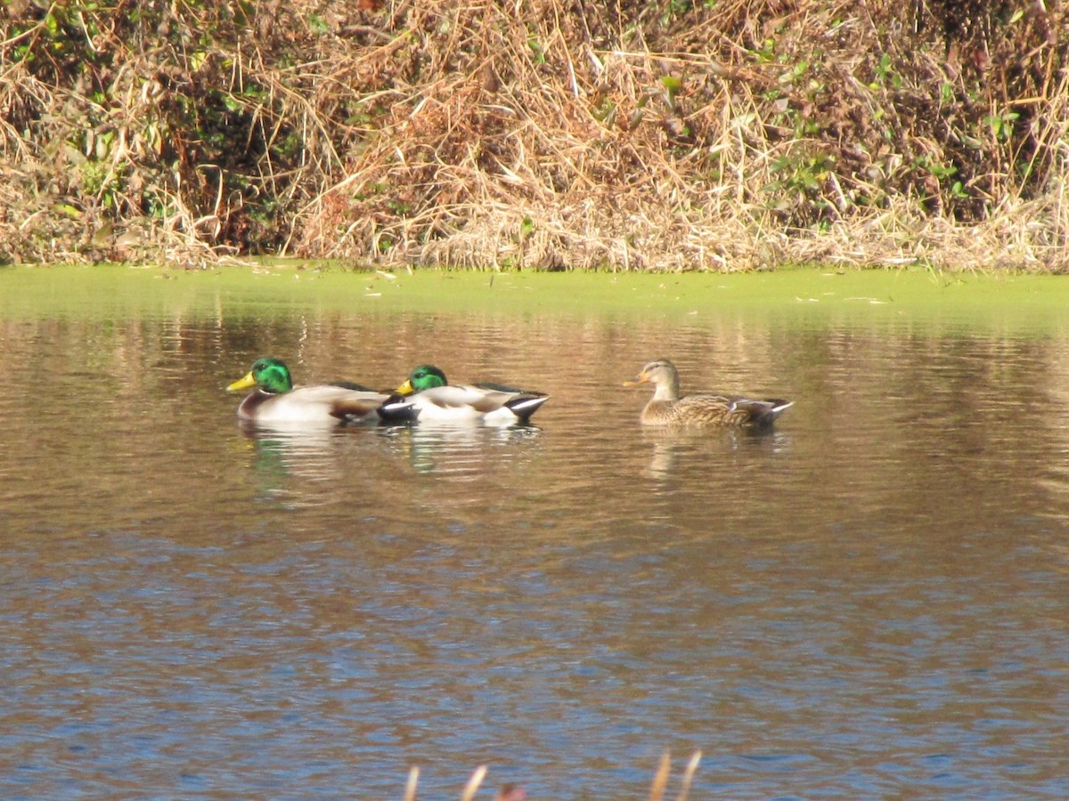 マガモ - ML646793114