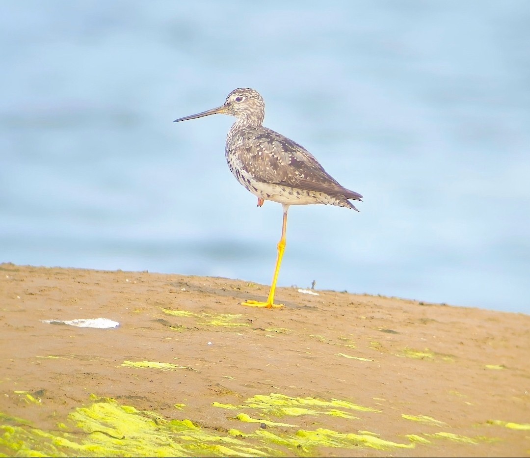 Kuliska hankahori handia - ML646793115