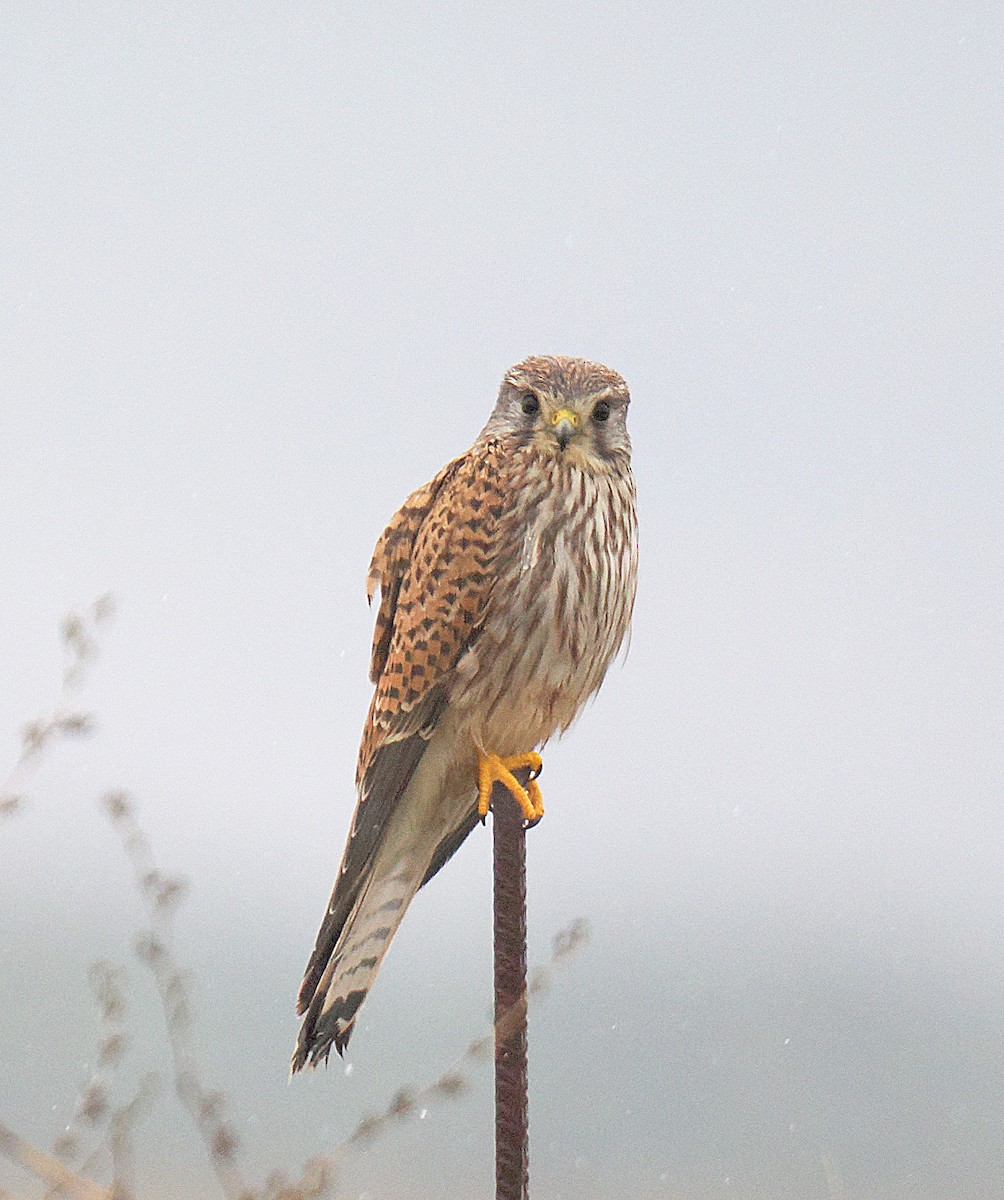 Eurasian Kestrel - ML646793116