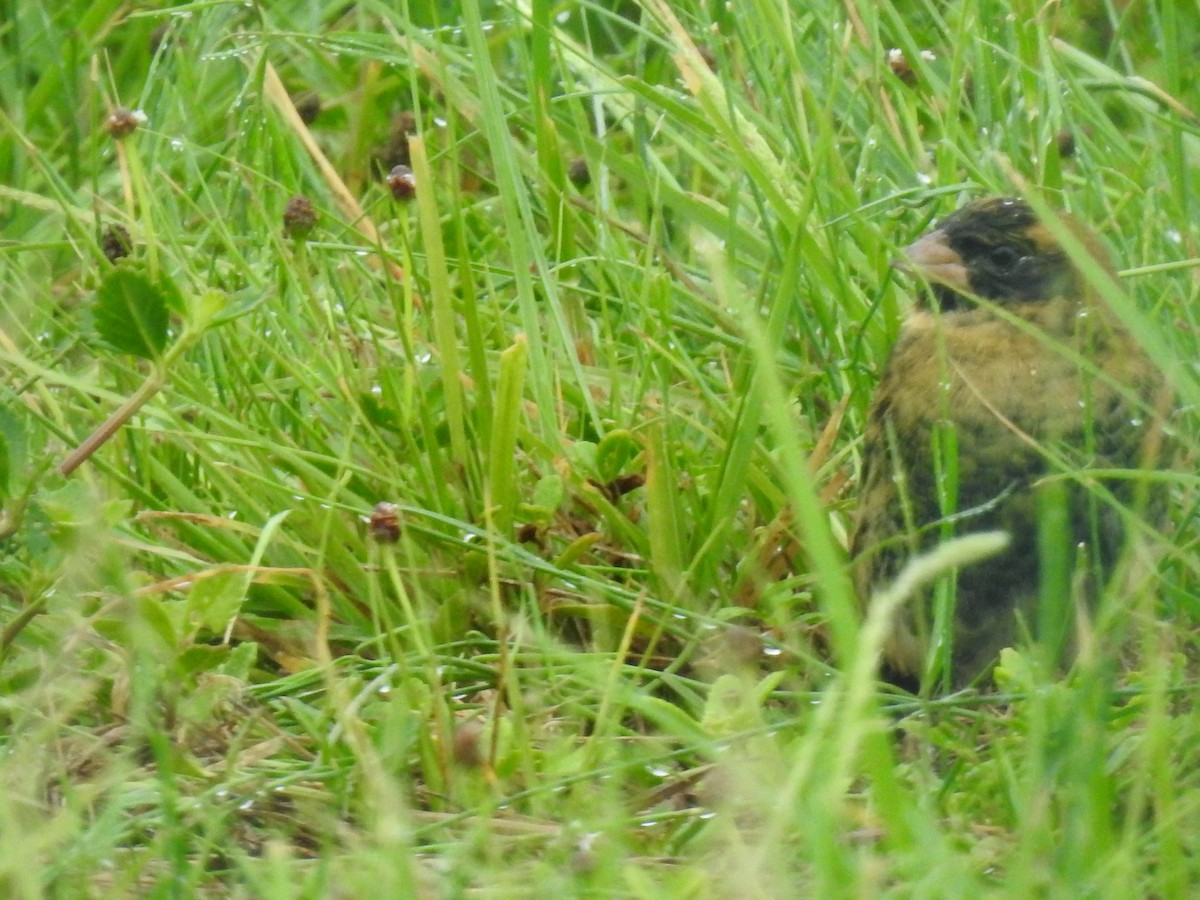 Reisstärling - ML646793117