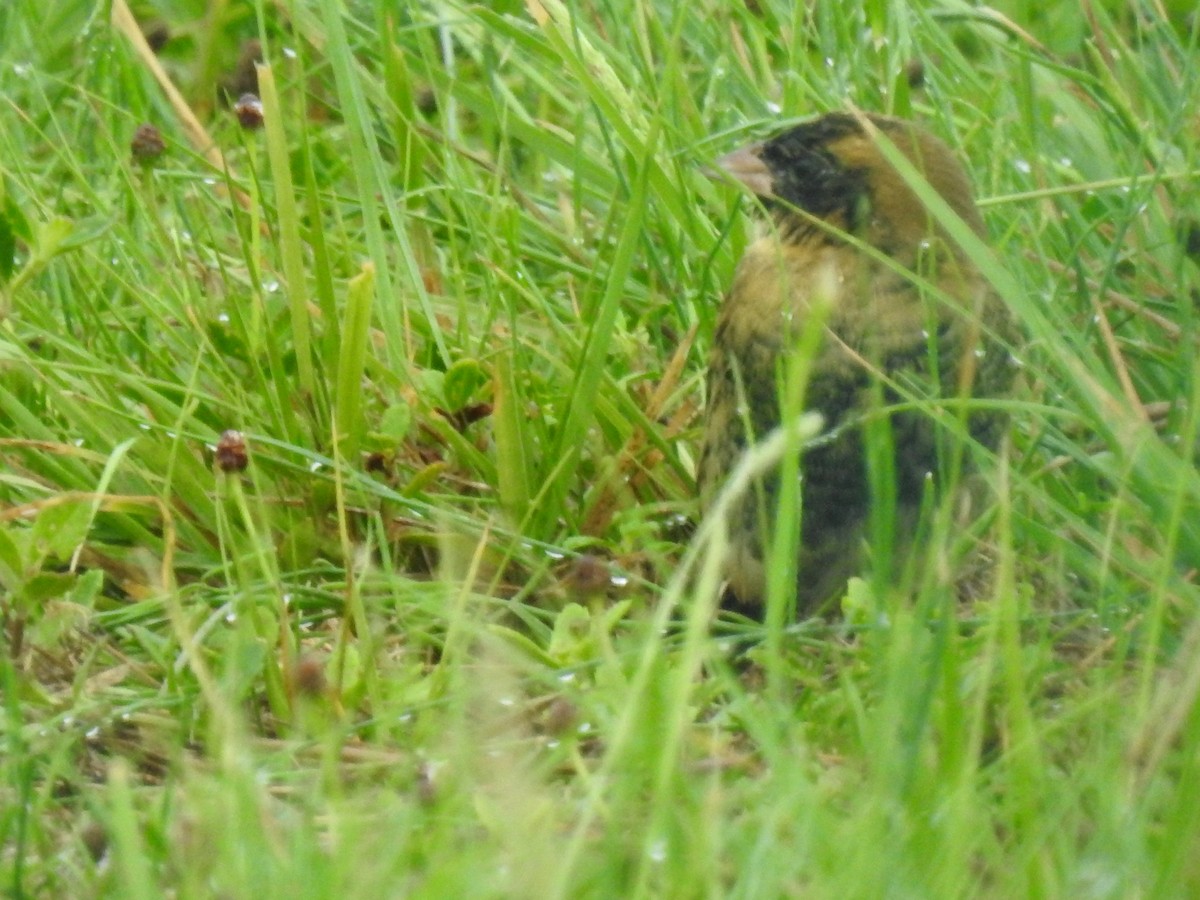 Reisstärling - ML646793123