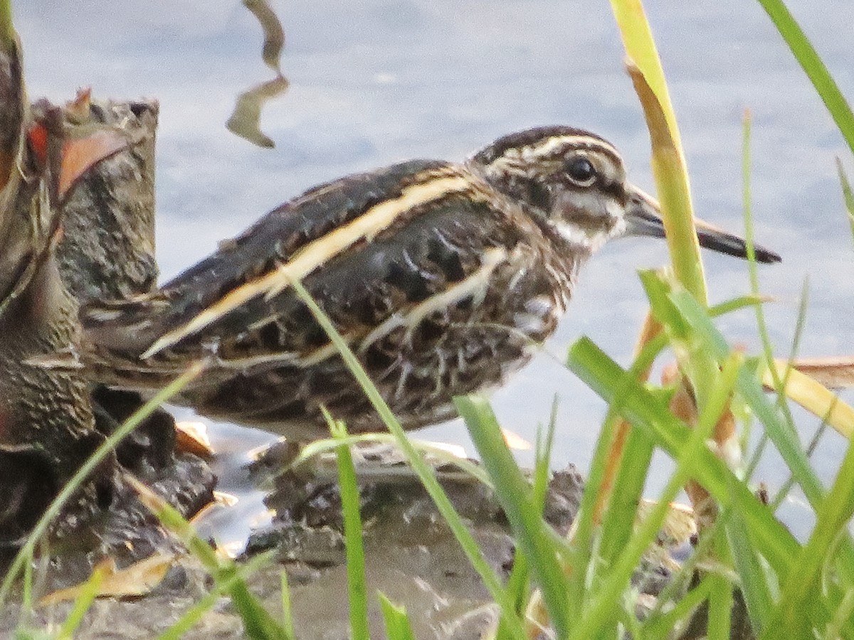 Jack Snipe - ML646793124