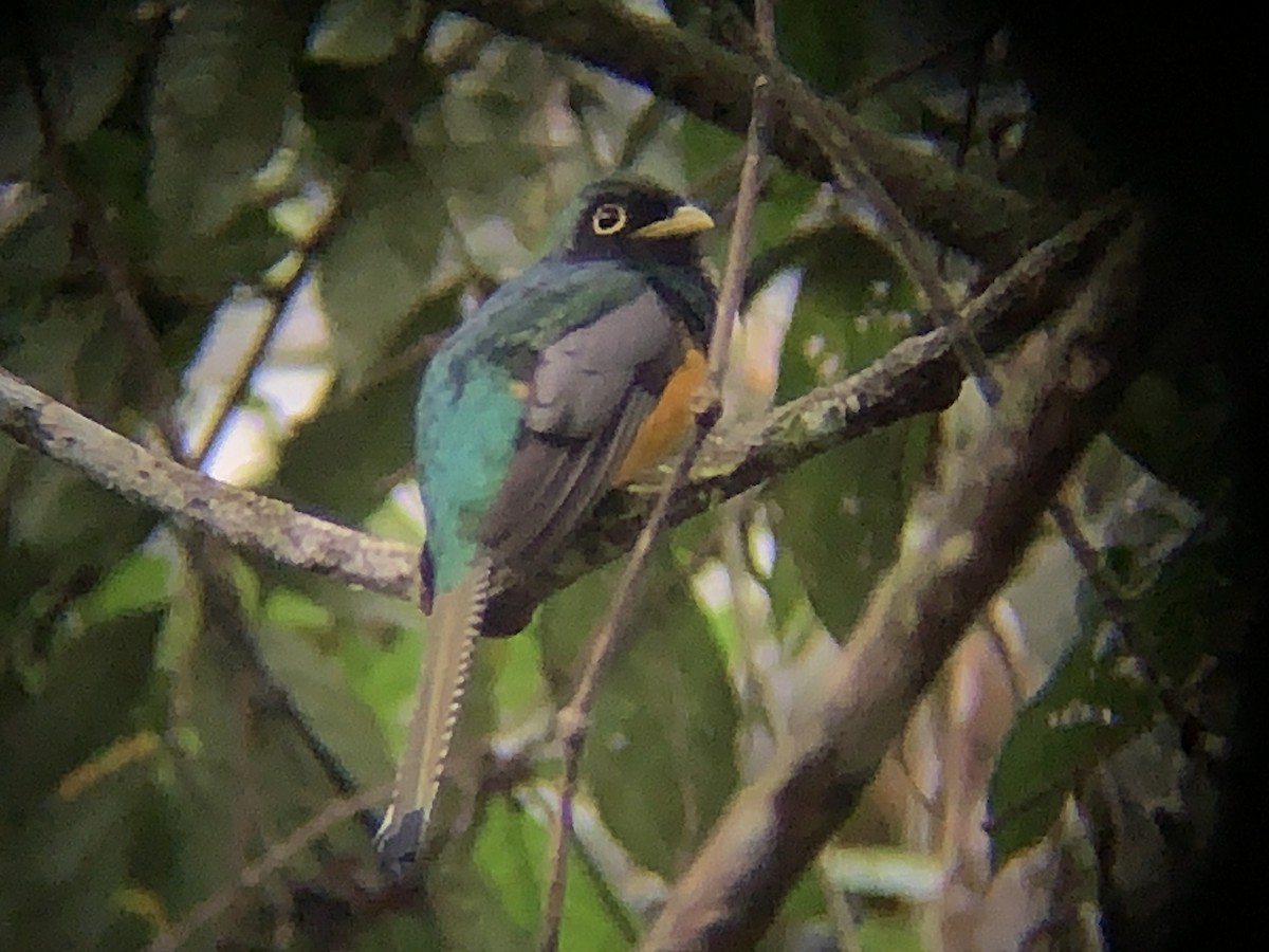 Choco Black-throated Trogon - ML646793126