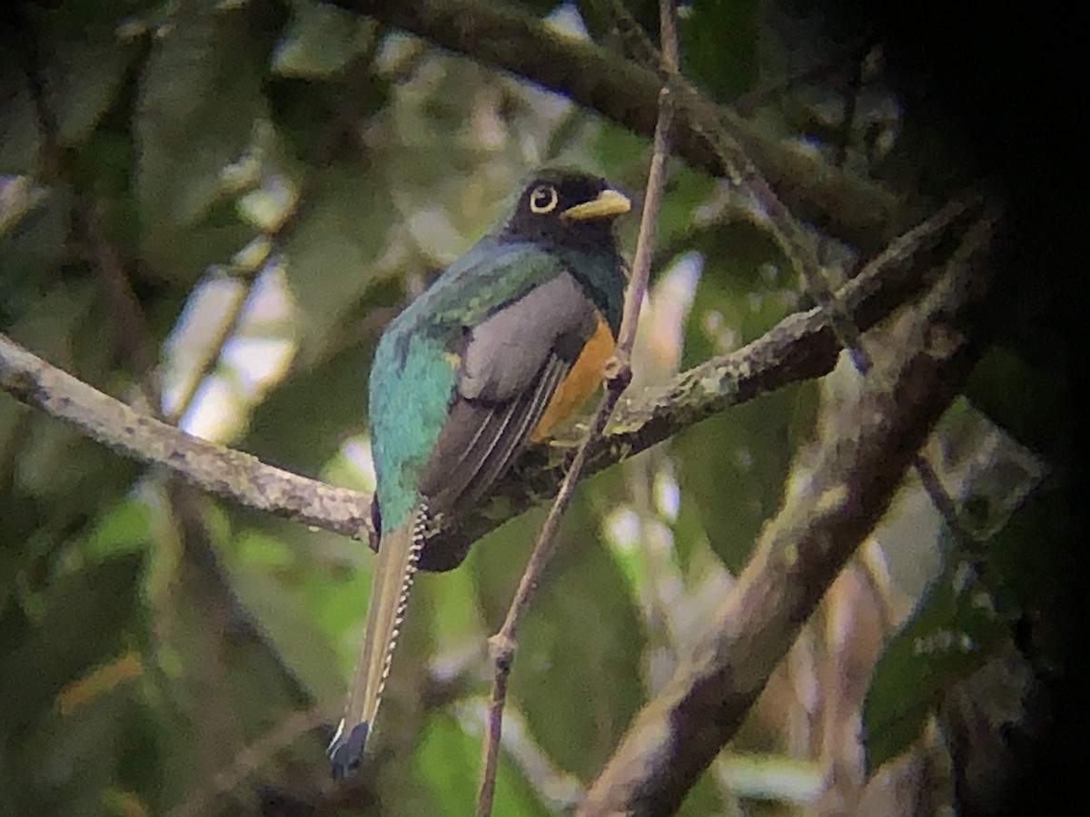 Choco Black-throated Trogon - ML646793127