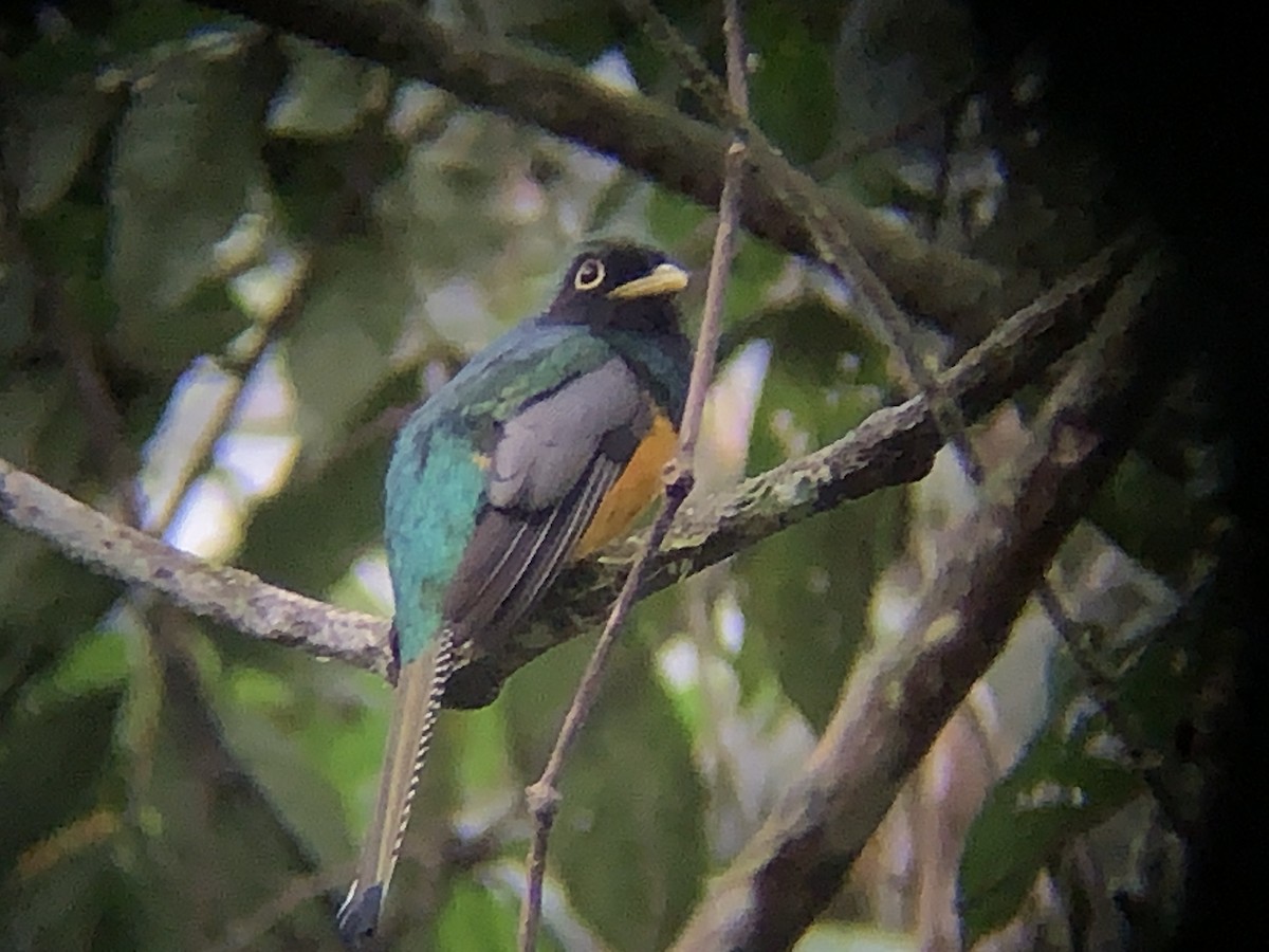 Choco Black-throated Trogon - ML646793128