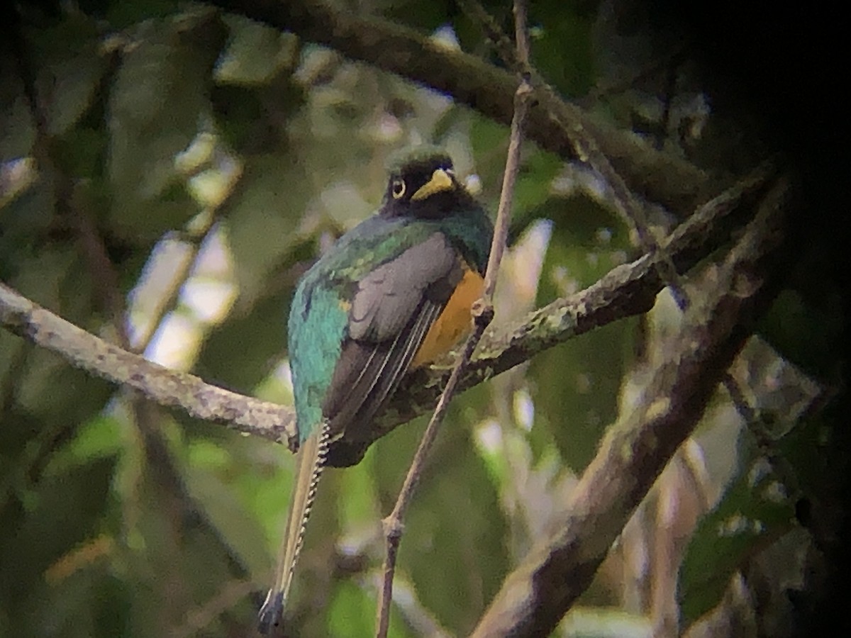 Choco Black-throated Trogon - ML646793129