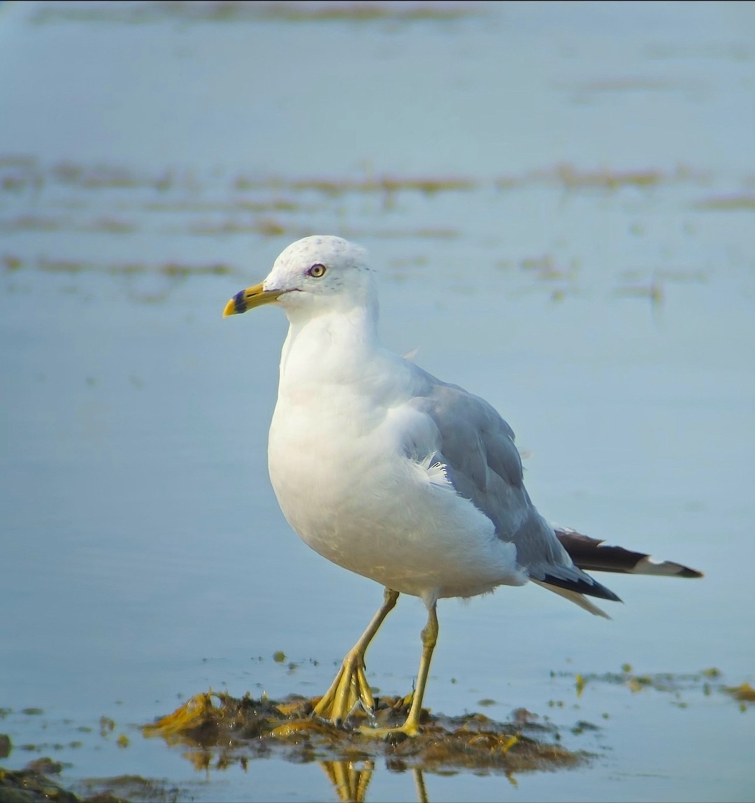 Delawareko kaioa - ML646793131