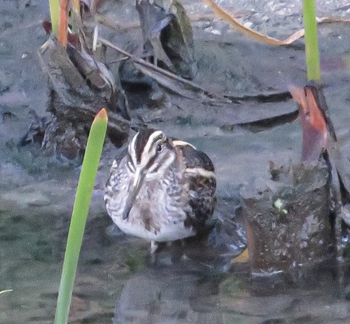 Jack Snipe - ML646793133