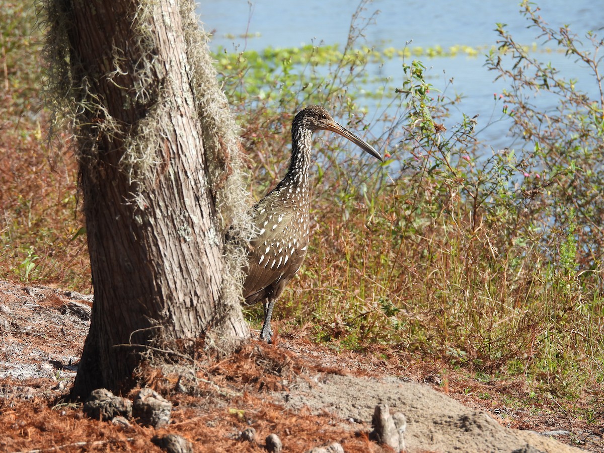 Limpkin - ML646793134