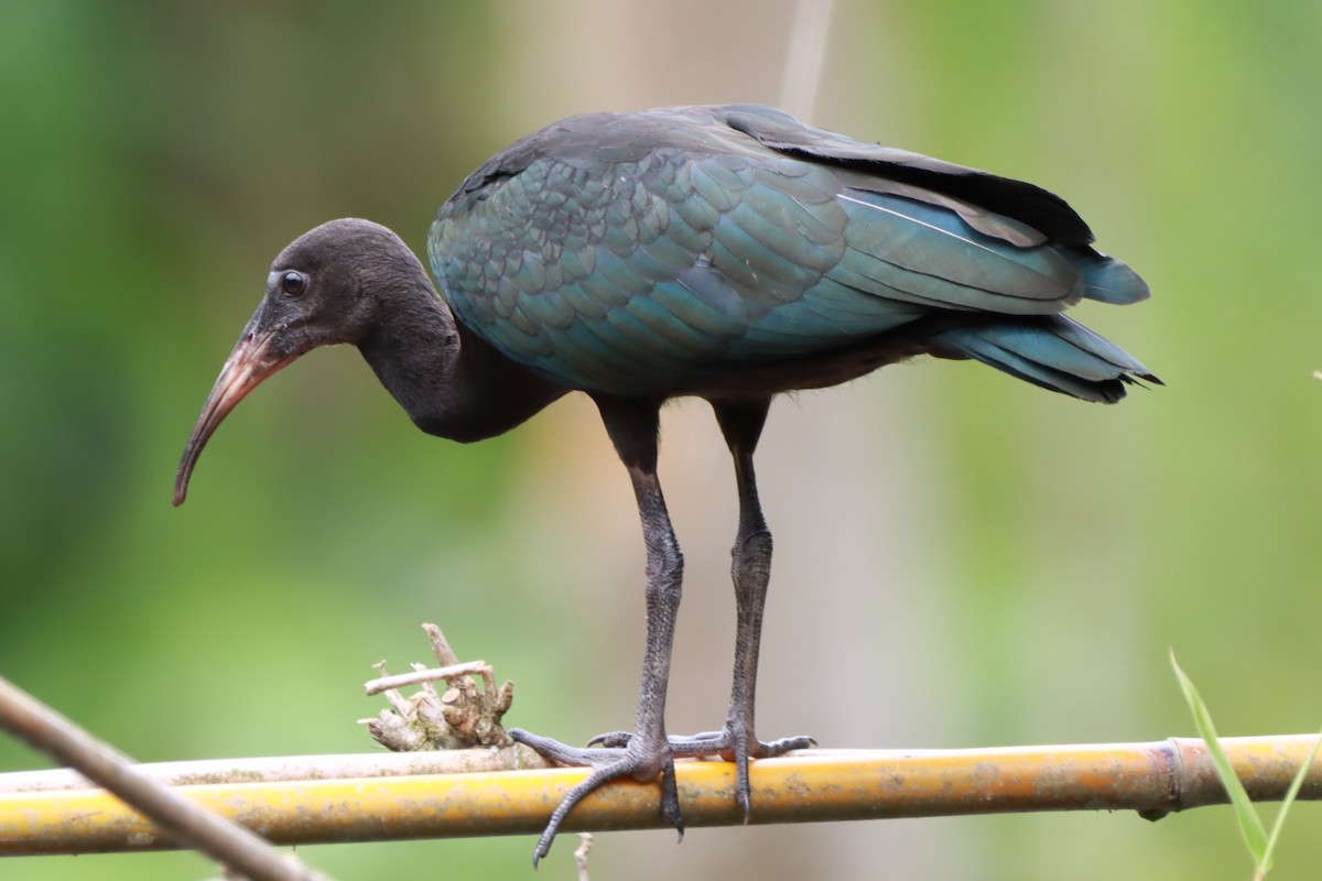 Nacktzügelibis - ML646793136