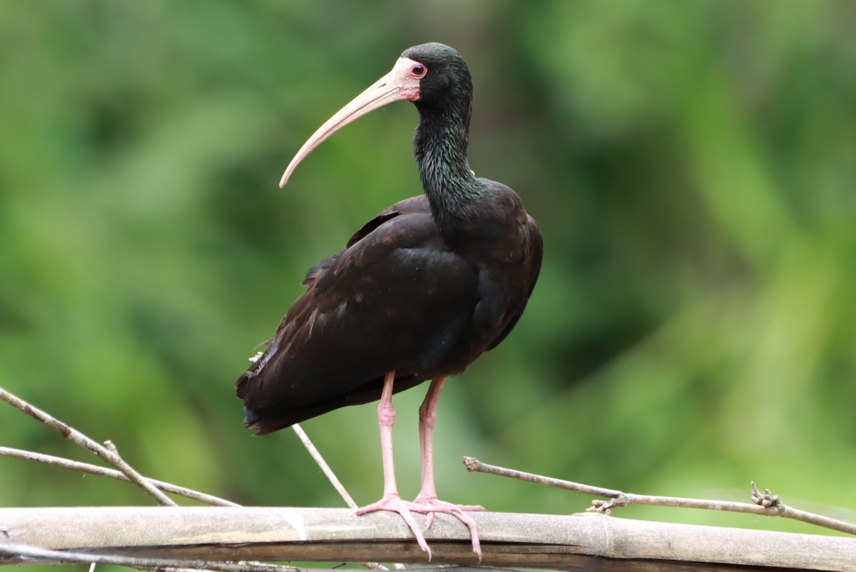 Nacktzügelibis - ML646793137