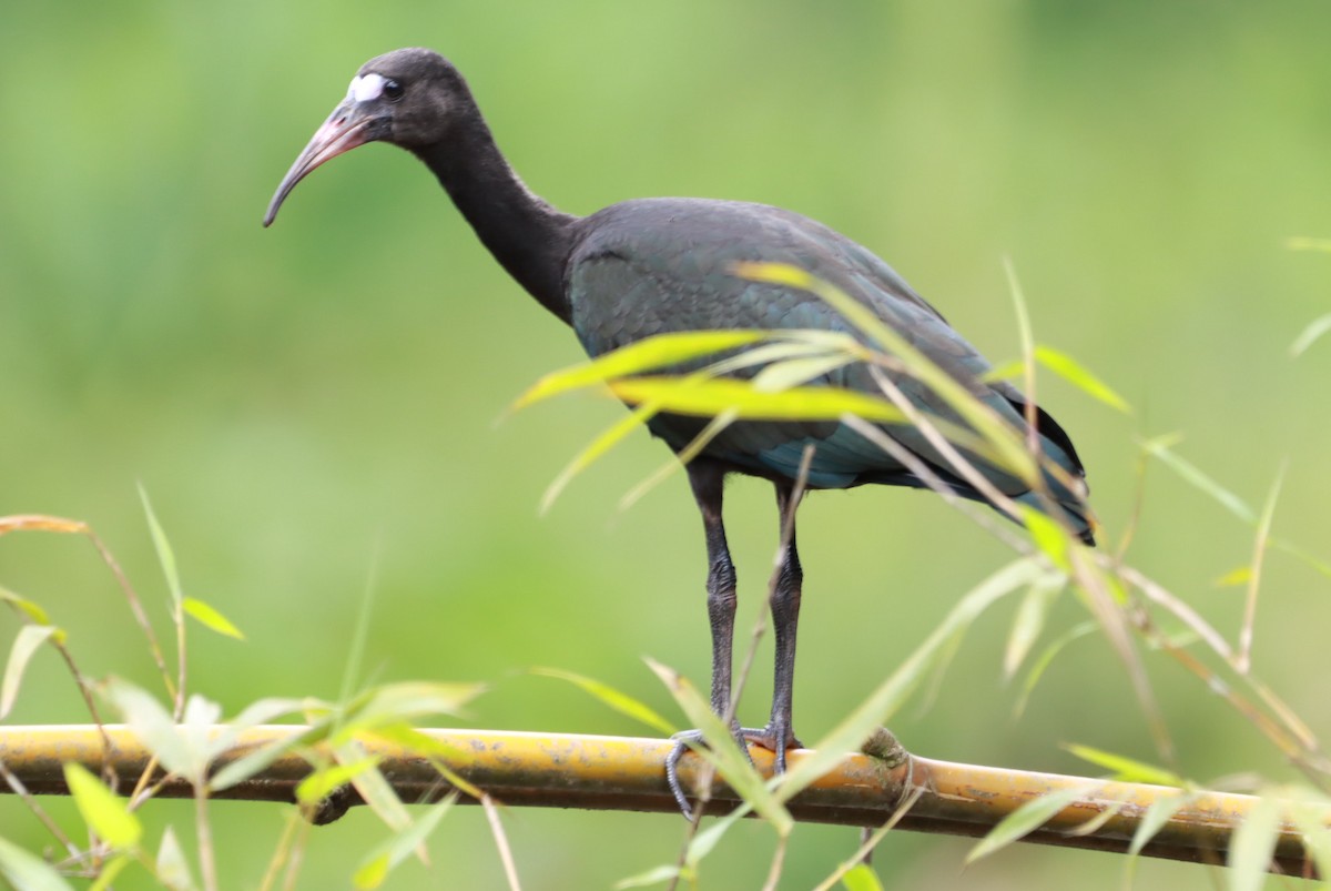 Nacktzügelibis - ML646793138