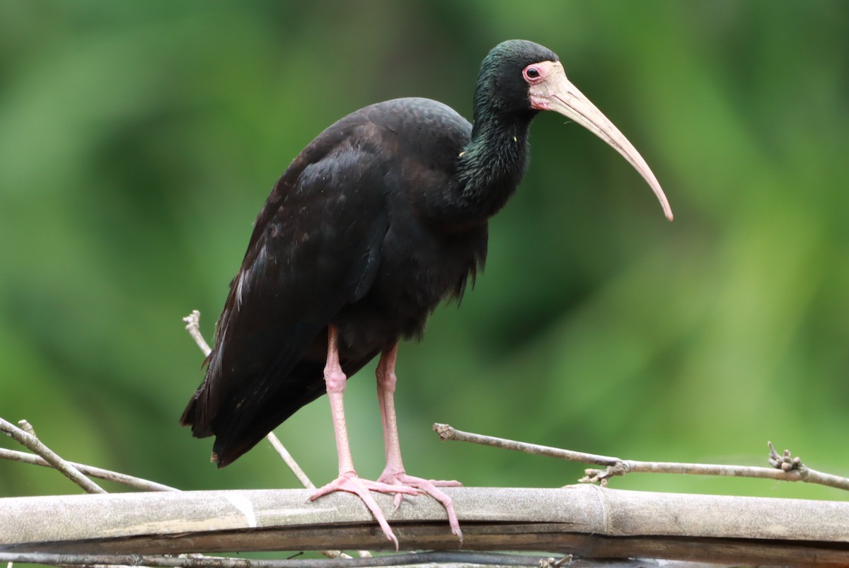 Nacktzügelibis - ML646793139