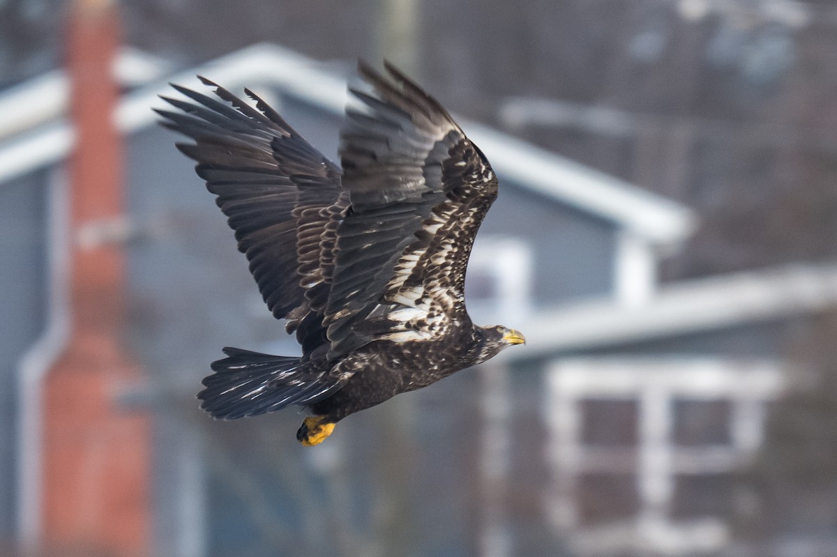 Pygargue à tête blanche - ML646793143