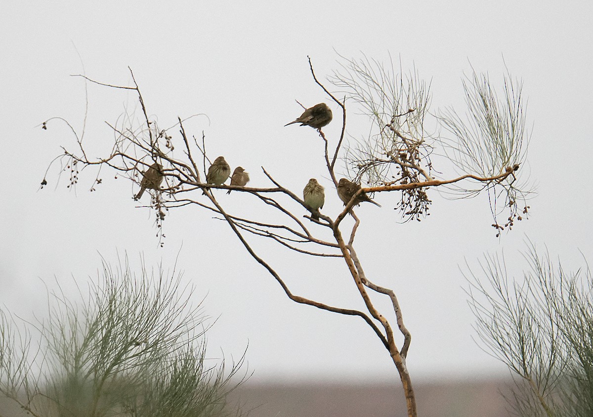 Corn Bunting - ML646793150