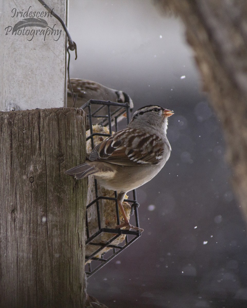גיבתונית לבנת-כיפה - ML646793158