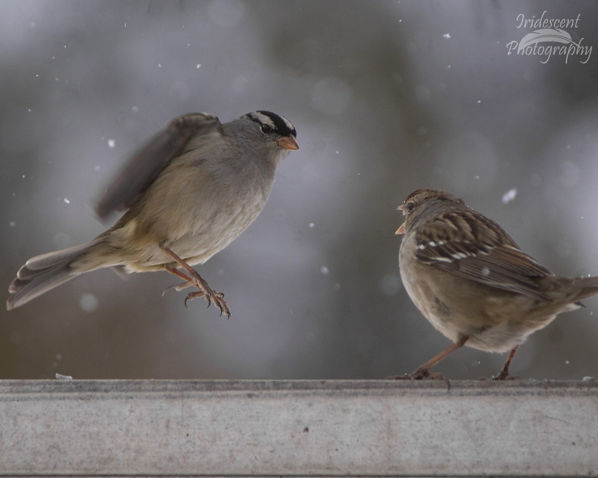 גיבתונית לבנת-כיפה - ML646793159