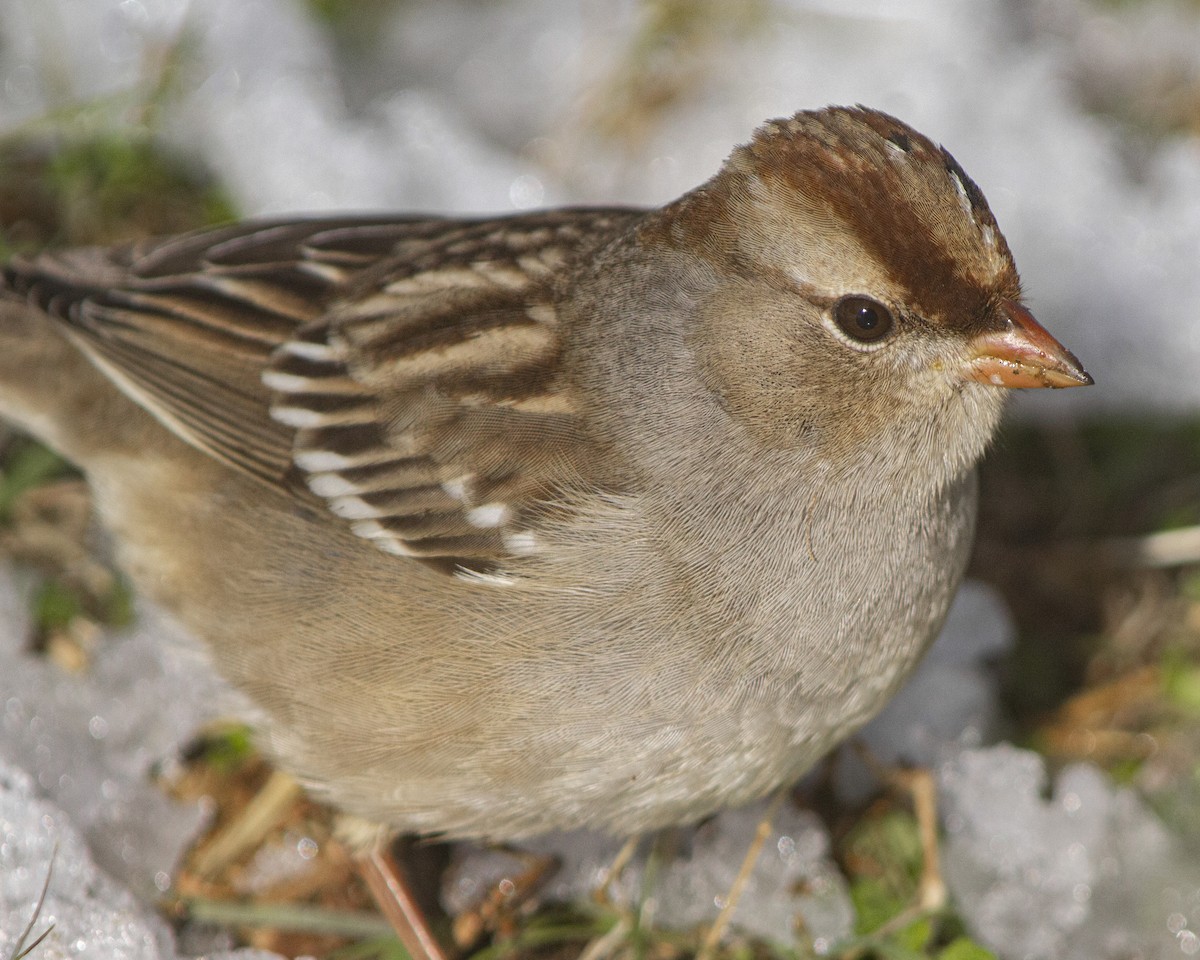 גיבתונית לבנת-כיפה - ML646793161