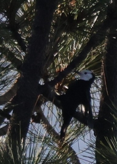 Pico Cabeciblanco - ML646793171